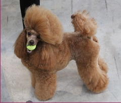 Samy y pelota