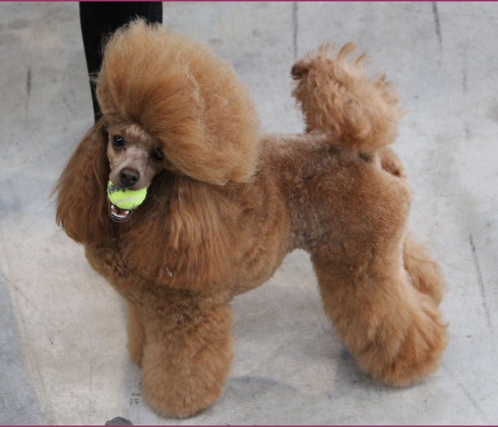 Samy y pelota